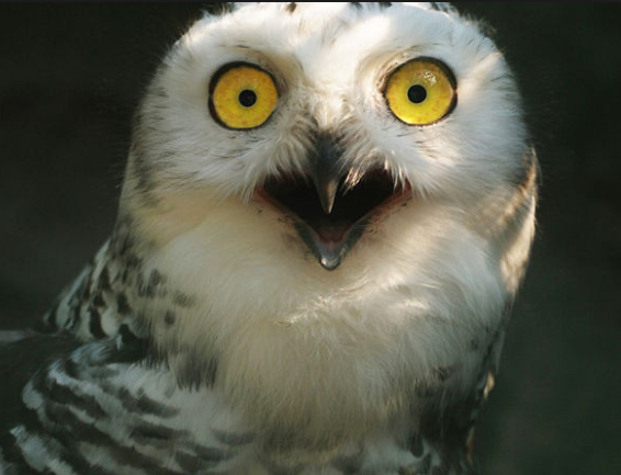 �т�����摜